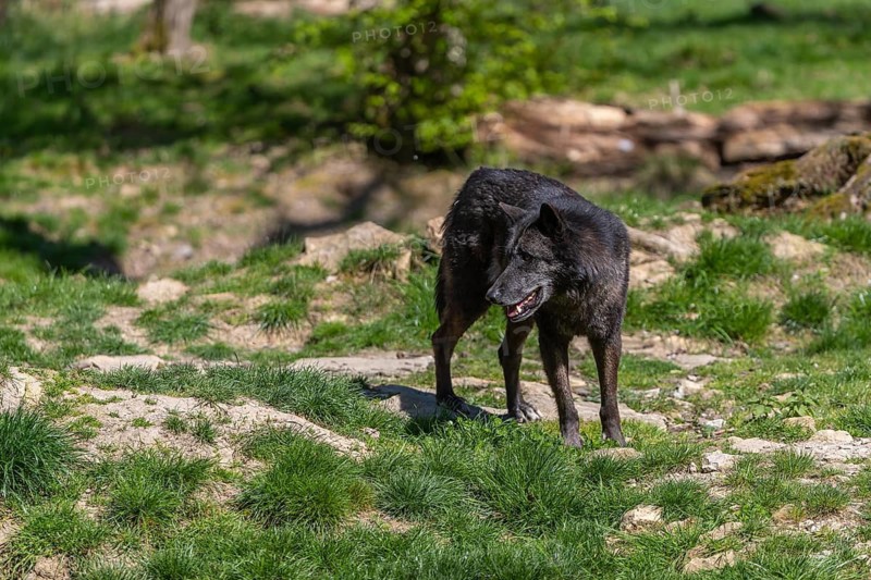 One Timberwolf, Canis lupus lycaon, walking over green grass in an opening of a forest Trees and green grass in the background