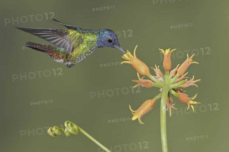 Golden-tailed Sapphire (Chrysuronia oenone), Ecuador