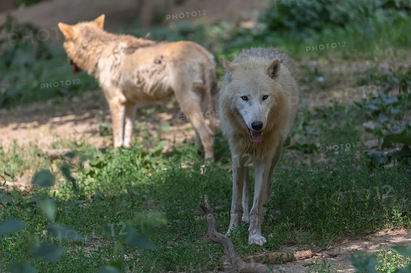 Two adult Arctic wolf (Canis lupus arctos) standing in a forest with some green vegetation on hilly ground
