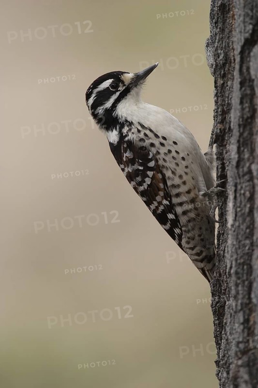 Nuttall's Woodpecker (Dryobates nuttallii) female, California, USA