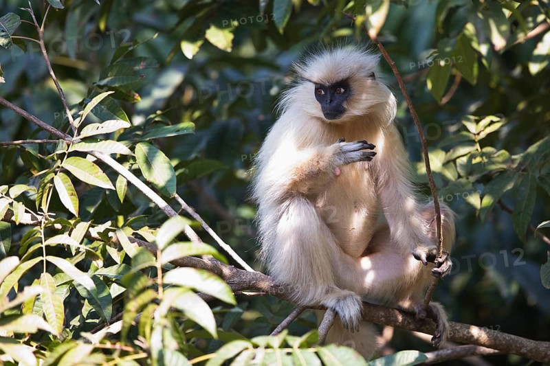 Gee's Golden Langur (Trachypithecus geei) feeding on trees in rainforest, Bhutan