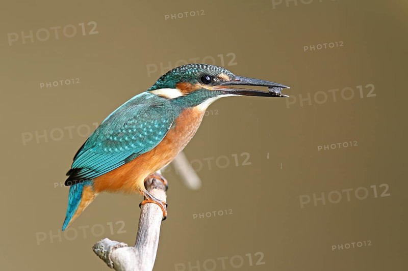 Common Kingfisher (Alcedo atthis) male, Mecklenburg-Western Pomerania, Germany