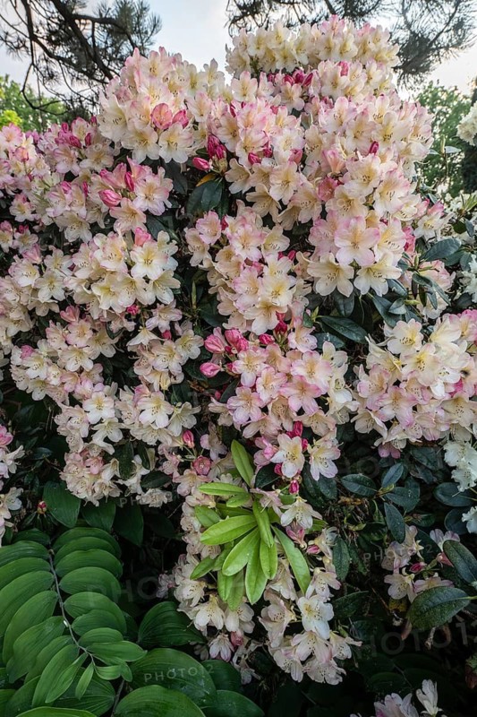 Rhododendron blossom Rhododendron Percy Wiseman), Emsland, Lower Saxony, Germany