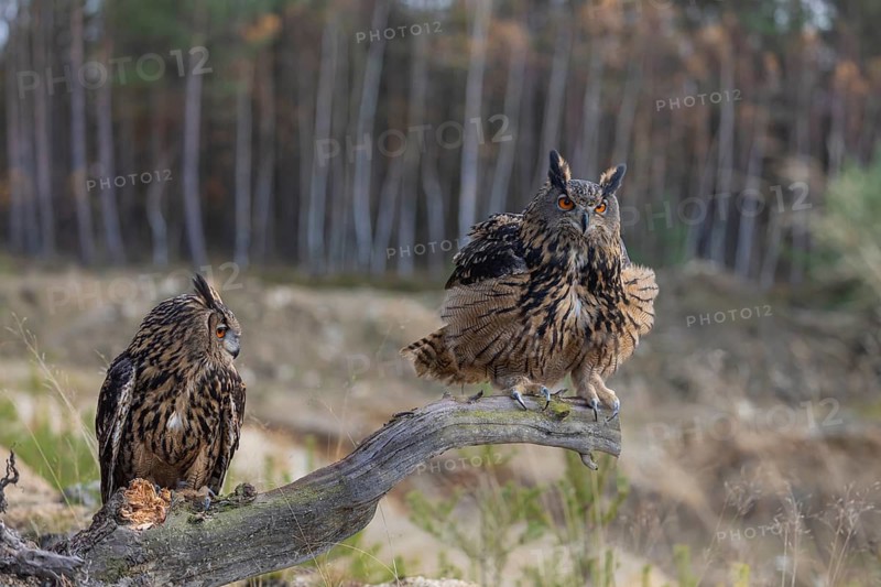 Two Eurasian Eagle Owls, Bubo bubo, sitting side by side on a root of a dead tree. A forest in the background