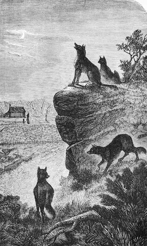 Group of Australian dingoes (Canis lupus dingo) on a rock, carnivore, house, landscape, travelling, Australia, historical illustration 1888