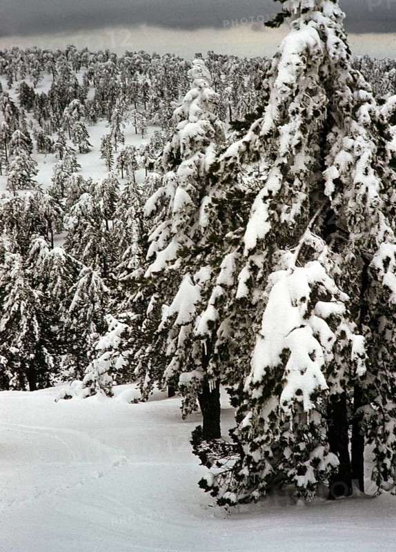 Nadelbäume, beladen mit schwerem Schnee im Winter, Zypern, 1963