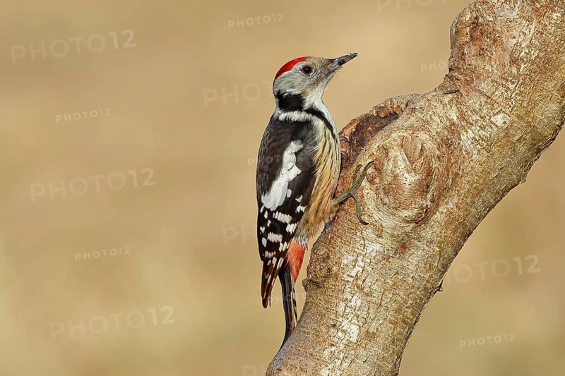 Middle spotted woodpecker (Dendrocopos medius) sitting at a water pot in a tree trunk, Animals, Birds, Woodpeckers, Wilnsdorf, North Rhine-Westphalia, Germany