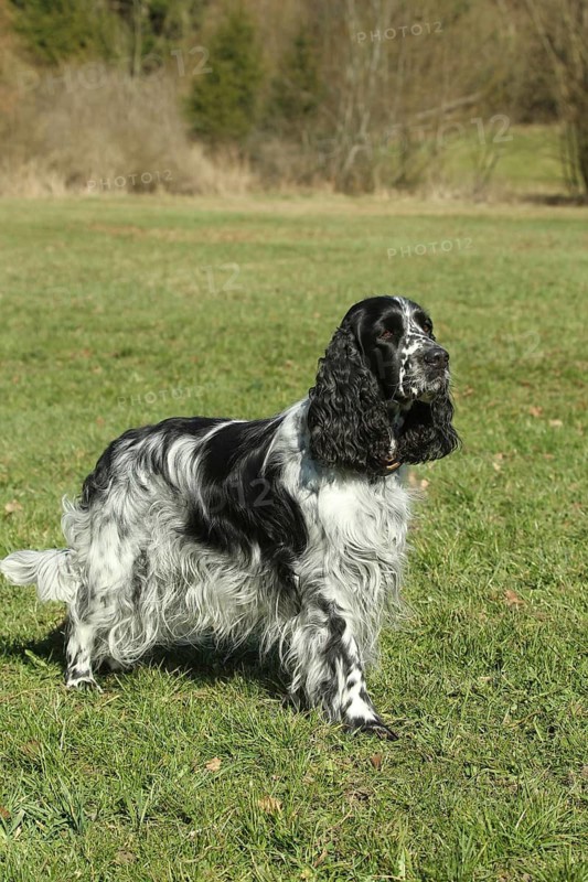 Hunting dog, English Springer Spaniel, female, black and white, Allgäu, Bavaria, Germany