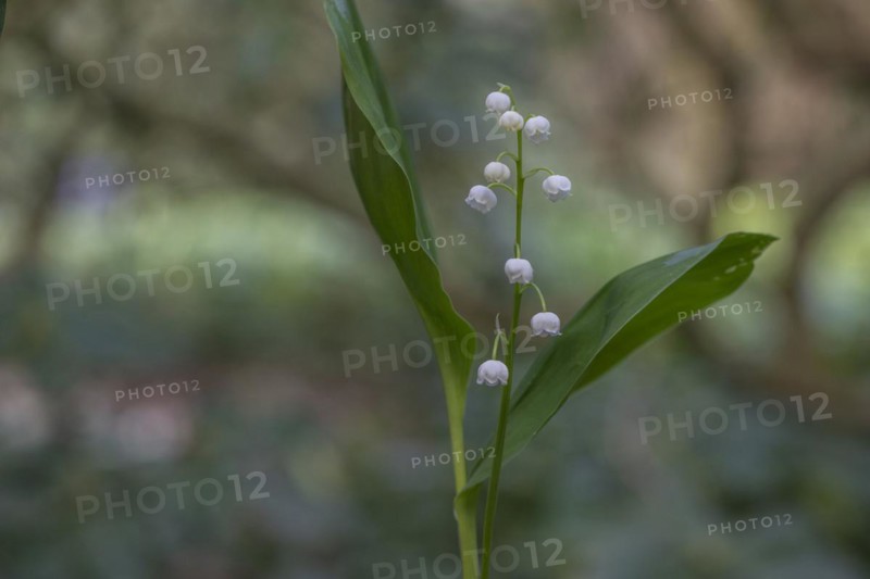 Lily of the valley (Convallaria majalis), Emsland, Lower Saxony, Germany