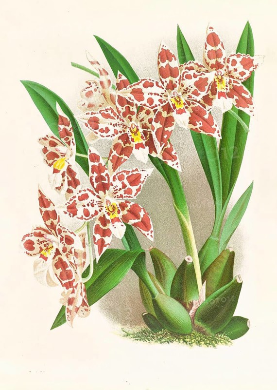 Orchid, Odontoglossum wilckeanum albens, authentic reproduction of an illustration by Jean Jules Linden (1817 - 1898), Luxembourgish-Belgian botanist, one of the fathers of orchid research, Historical