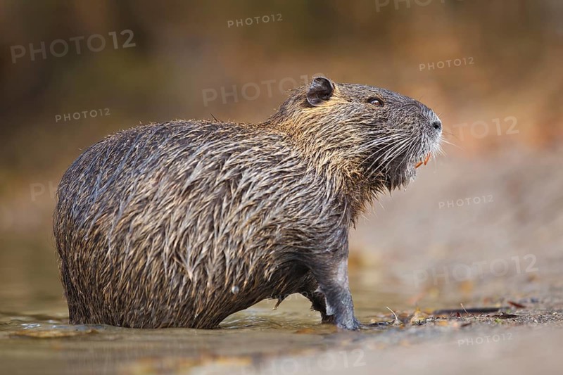 Nutria, Myocastor coypus Coypu, Myocastor coypus