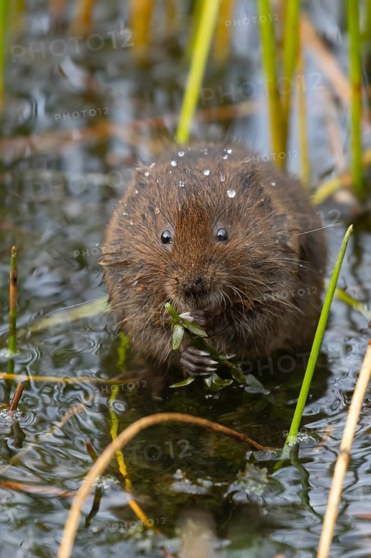 Water vole (Arvicola amphibius) adult rodent animal feeding on pondweed in a reedbed on a pond, England, United Kingdom