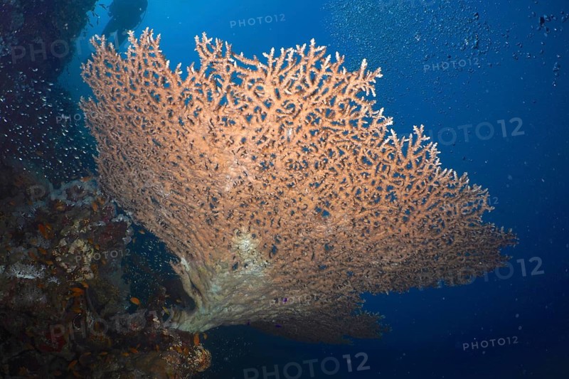 Pharaoh's antler coral (Acropora pharaonis)