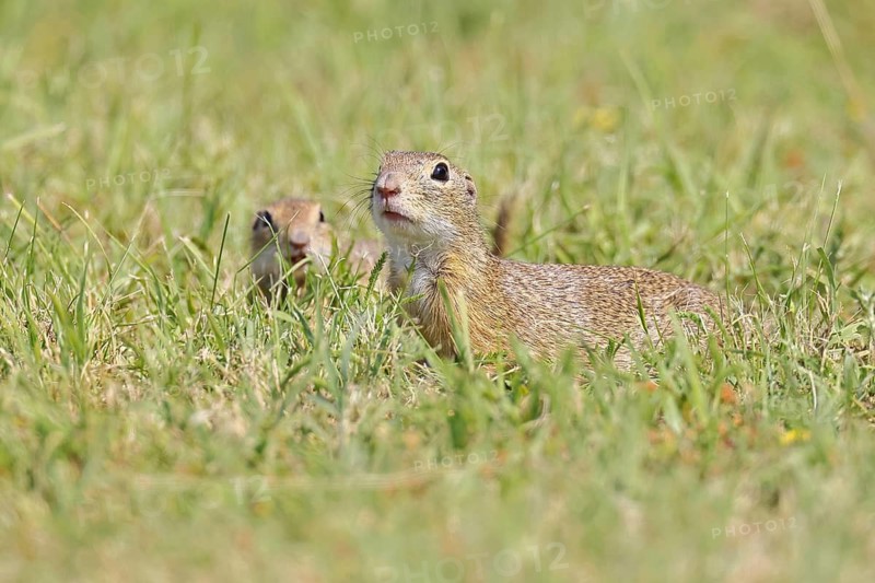 European ground squirrel (Spermophilus citellus) in a meadow, Burgenland Austria