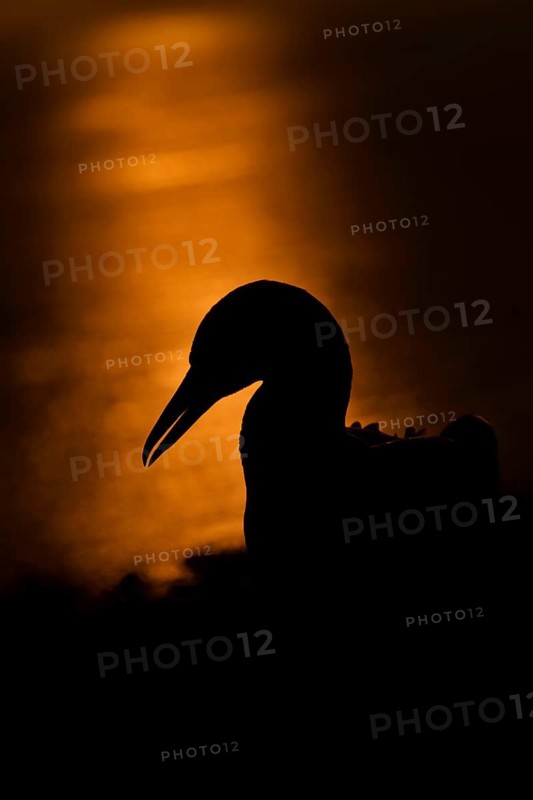 Northern Gannet (Morus bassanus), Schleswig-Holstein, Germany