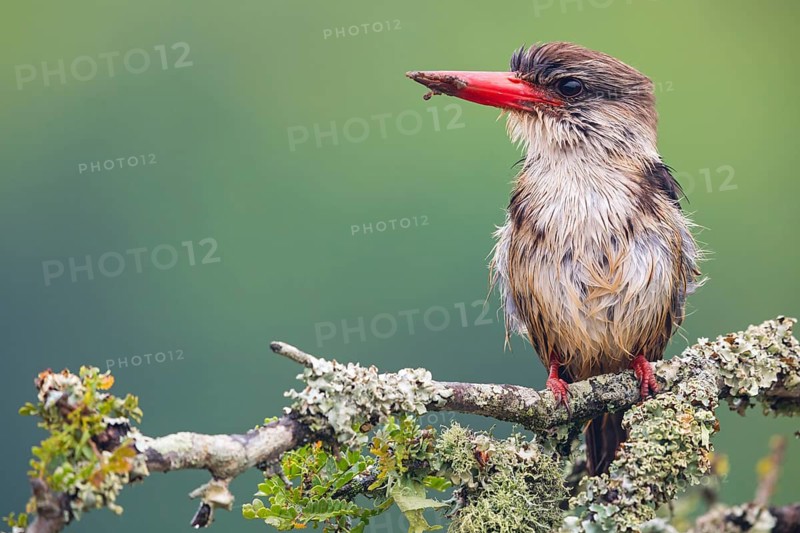 Brown-hooded kingfisher (Halcyon albiventris), perching site, Kingfisher family, iSimangaliso Wetland Park, St. Lucia, KwaZulu-Natal, South Africa