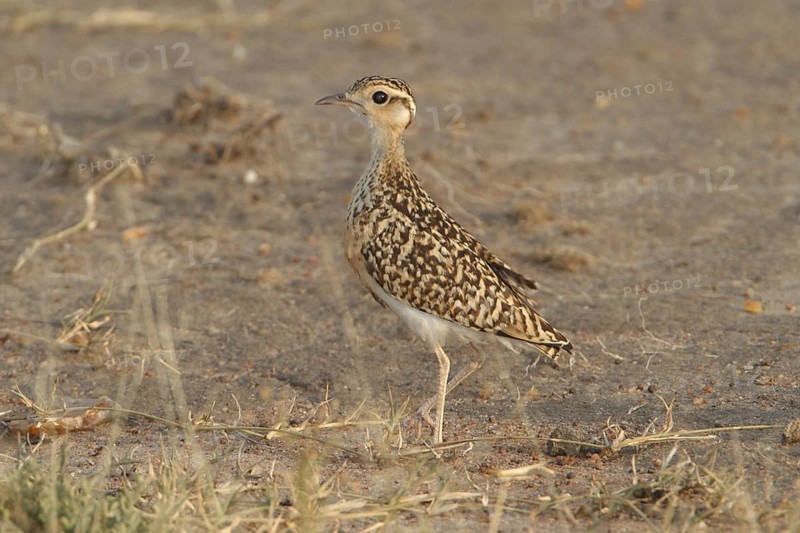 Double-banded Courser (Rhinoptilus africanus) juvenile, Masai Mara, Kenya