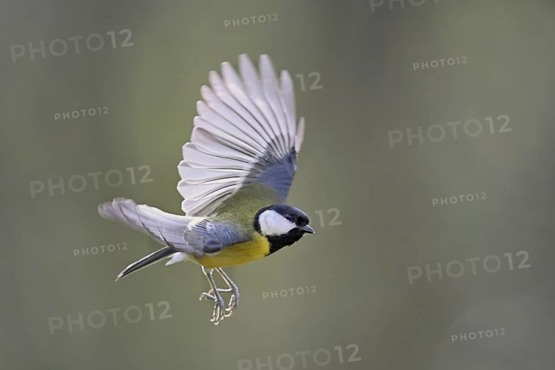 Great Tit (Parus major), in flight, Meienberg, Canton Aargau, Switzerland