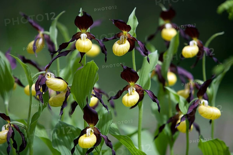 Yellow lady slipper, orchids, flower, plant, plant