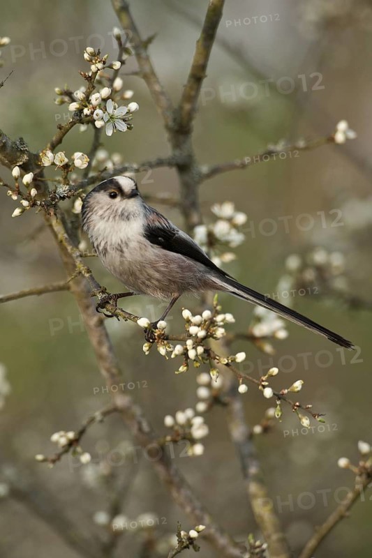 Long-tailed Tit (Aegithalos caudatus europaeus), Rhineland-Palatinate, Germany