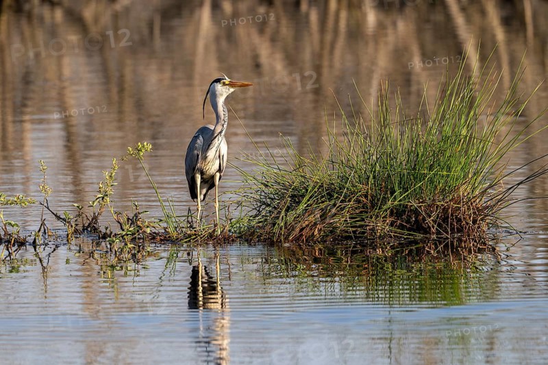 Grey heron (Ardea cinerea), Vulkaneifel, Rhineland-Palatinate, Germany