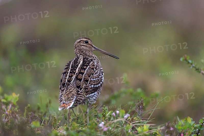 Great snipe (Gallinago media), Northern Norway, Finnmark, Lapland, Norway