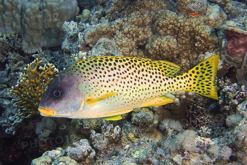 Black spotted sweetlips (Plectorhinchus gaterinus)