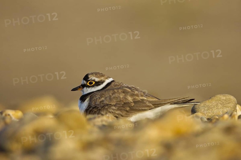 Little Ringed Plover (Charadrius dubius) incubating, North Rhine-Westphalia, Germany
