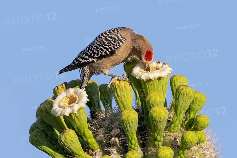 Gila Woodpecker (Melanerpes uropygialis) male drinking nectar from Saguaro cactus (Carnegiea gigantea) flowers, Arizona, USA