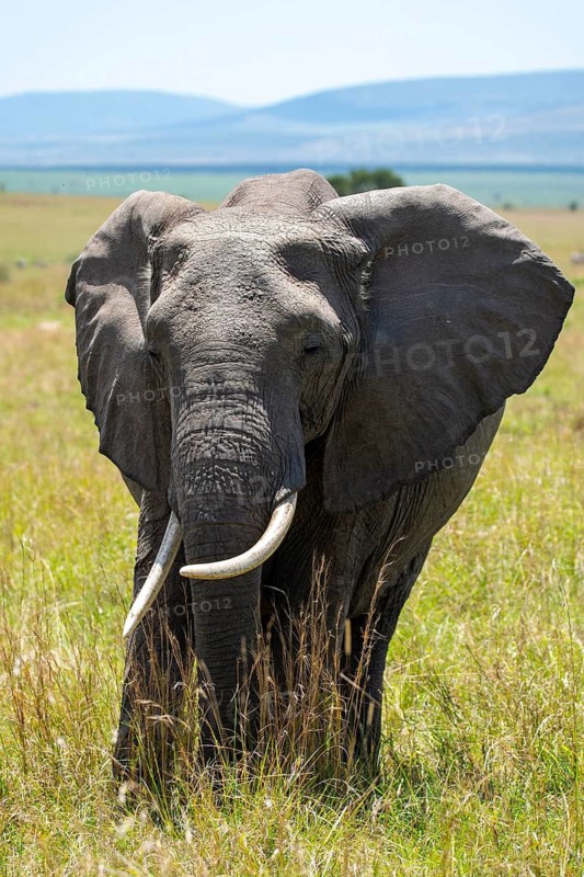 An African elephant stands majestically amidst the tall grasses of the Kenyan savannah, with a clear blue sky and distant hills in the background