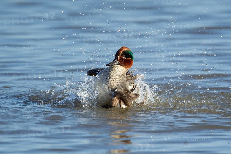 Common teal duck (Anas crecca) adult male bird bathing in a lake, England, United Kingdom