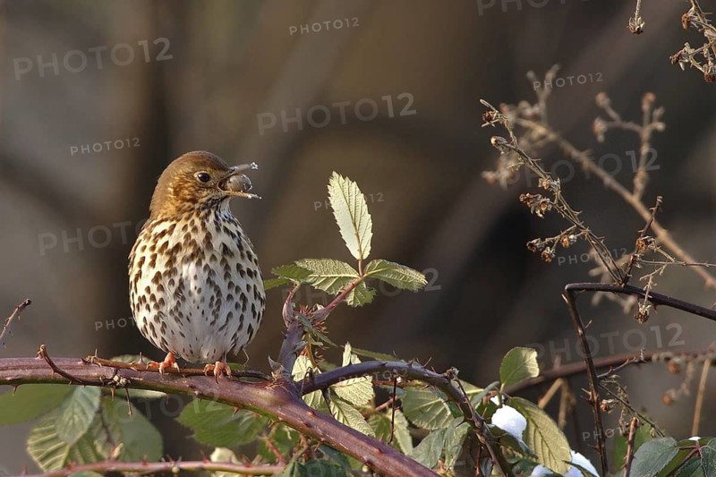 Song Thrush (Turdus philomelos), North Rhine-Westphalia, Germany