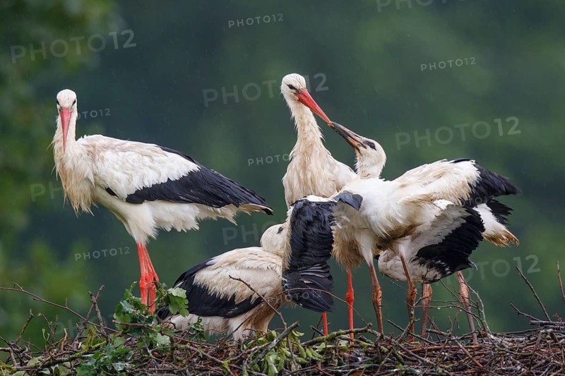 White Stork (Ciconia ciconia) feeding young in nest, North Rhine-Westphalia, Germany