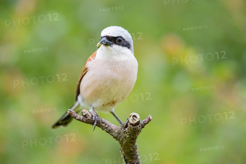 Red-backed shrike (Lanius collurio) ml Germany