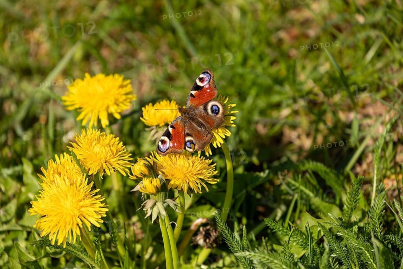 Peacock butterfly resting on a dandelion flower, colorful spring wildlife scene in natural habitat. Baden-Württemberg, Germany