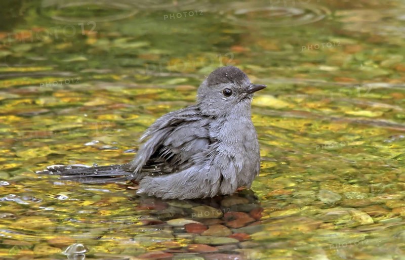 Grey Catbird (Dumetella carolinensis) bathing, Saskatchewan, Canada