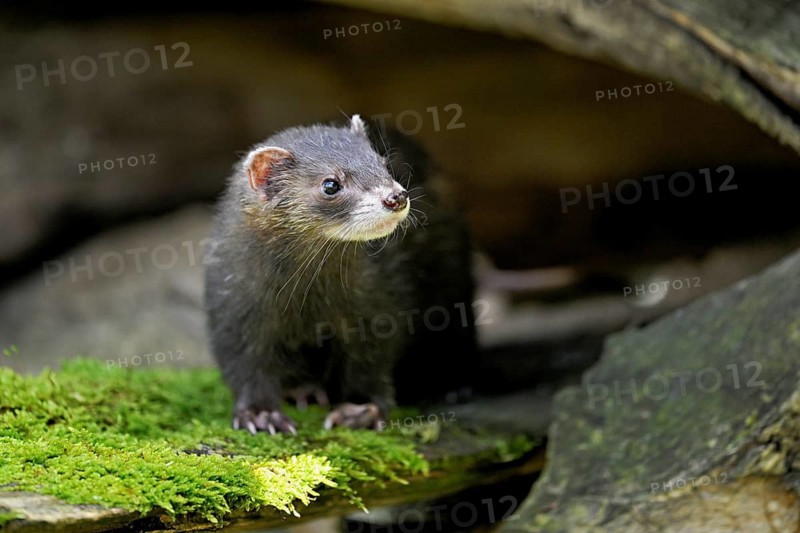 European polecat (Mustela putorius) or forest polecat, standing on woodpile, captive, Switzerland