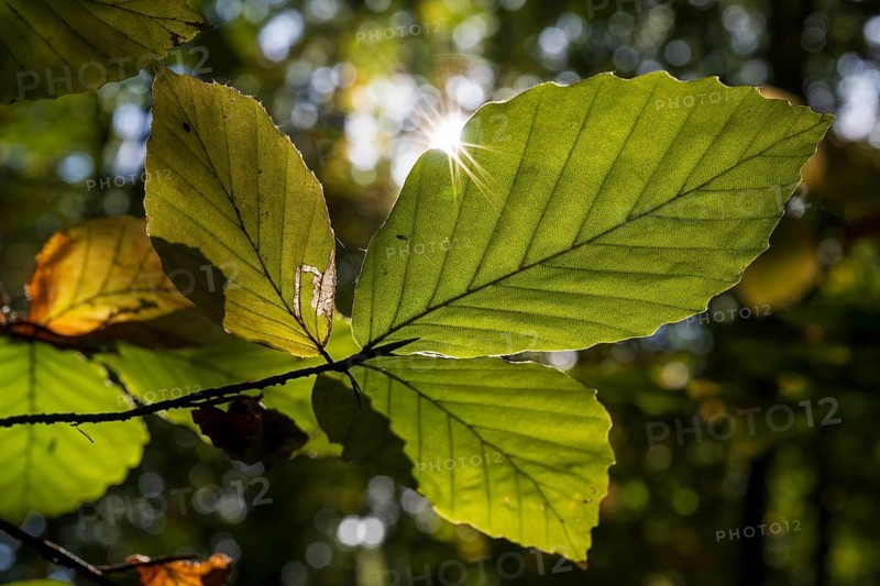 Branch with beech leaves in backlight with sun star, North Rhine-Westphalia, Germany