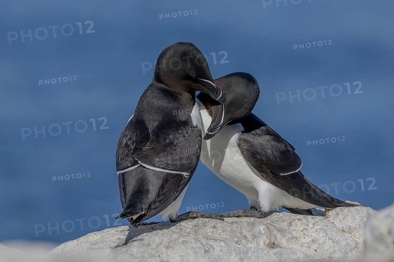 Razorbill (Alca torda), pair, greeting, Hornoya, Varangerfjord, Norway
