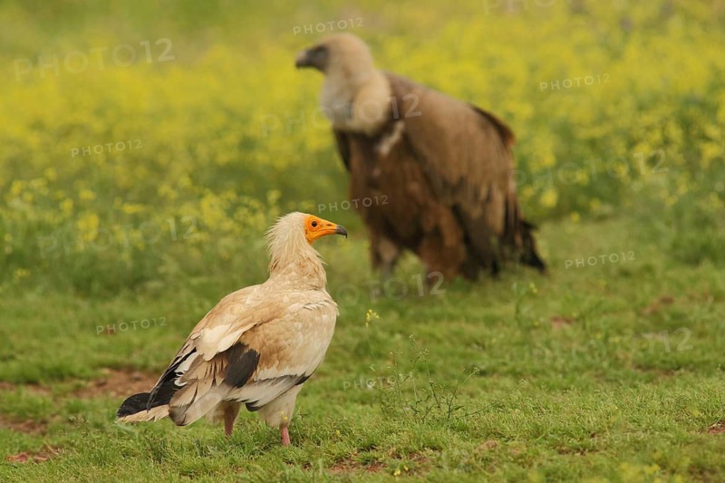 Egyptian Vulture (Neophron percnopterus) and Griffon Vulture (Gyps fulvus) in yellow flower meadow, nature photography, Torrejon El Rubio, Monfragüe, Extremadura, Spain