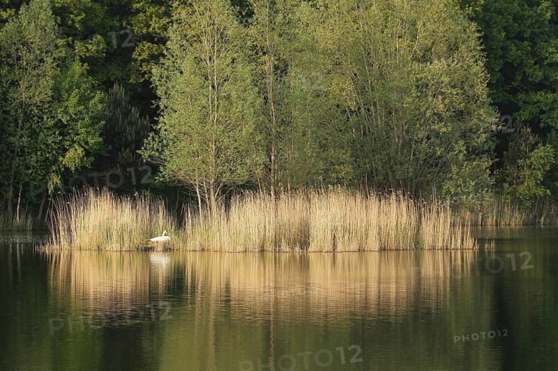Mute Swan (Cygnus olor) breeding, Lower Saxony, Germany