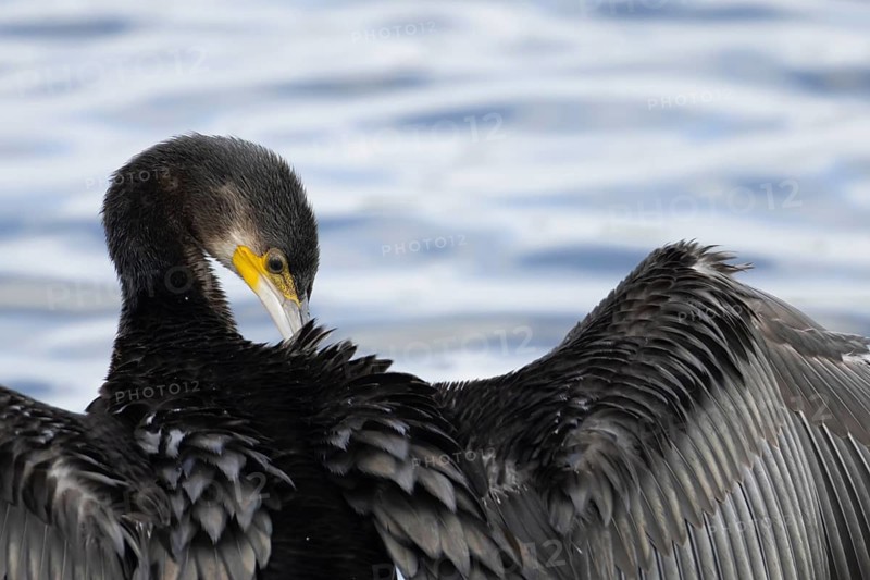 Great cormorant (Phalacrocorax carbo) adult bird drying its wings on a lake, England, United Kingdom