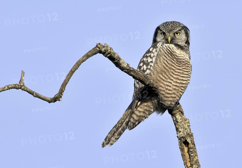 Northern Hawk-Owl (Surnia ulula), British Columbia, Canada