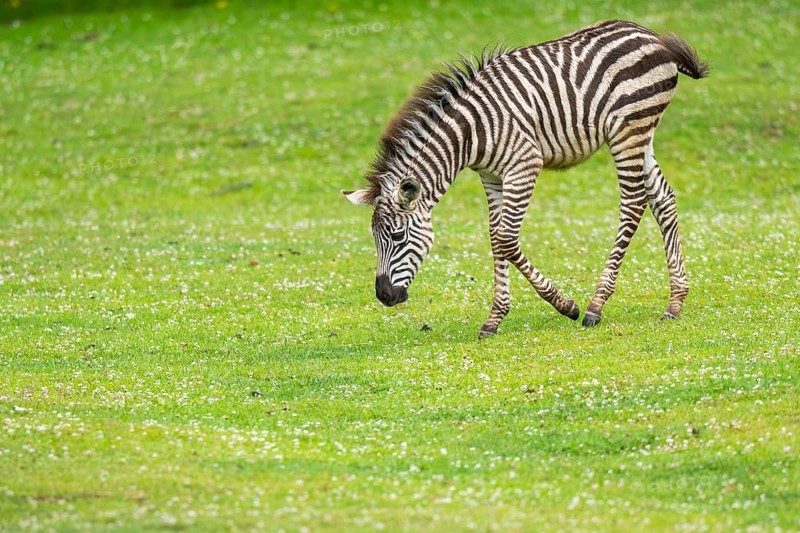 Plains zebra (Equus quagga) foal walking on a meadow, Germany