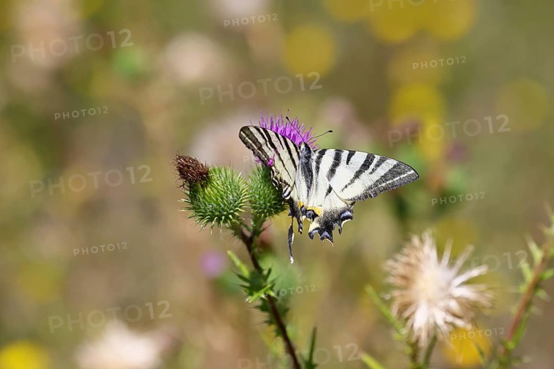 Sail butterfly (Iphiclides podalirius), on a flower of a thistle (Cirsium arvense), in a vineyard, close-up, Moselle valley, Cochem, Rhineland-Palatinate, Germany