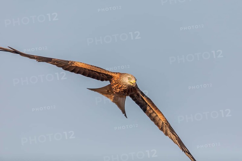 Common buzzard (Buteo buteo), Extremadura, Castilla La Mancha, Spain
