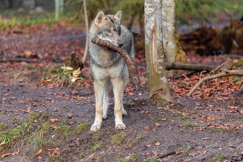 A young grey wolf (Canis lupus lupus) plays with a branch at the edge of the forest on an overcast day