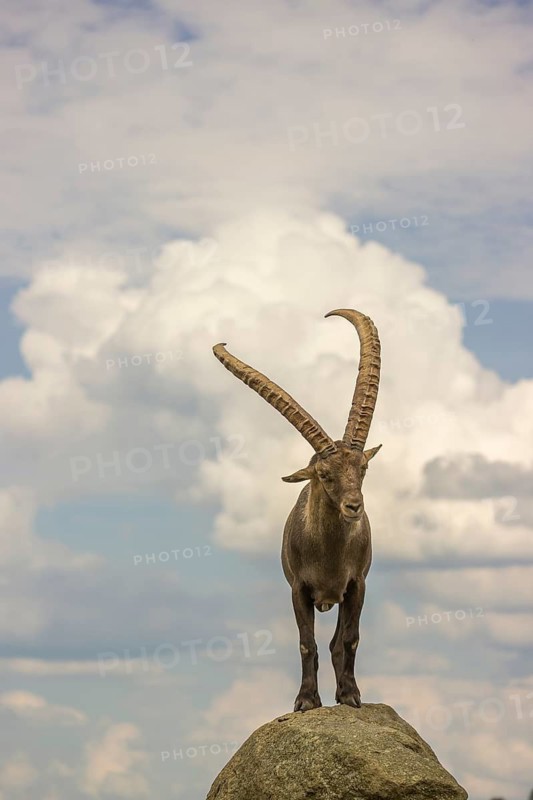 A male ibex (Capra ibex) stands on a rock. Behind him is a sky with interesting clouds
