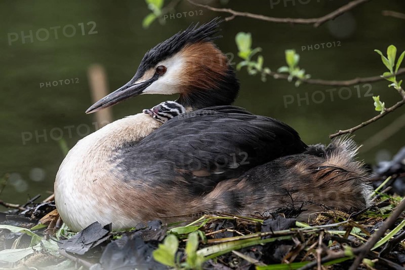 Great Crested Grebe (Podiceps Scalloped ribbonfish) with juveniles), Emsland, Lower Saxony, Germany