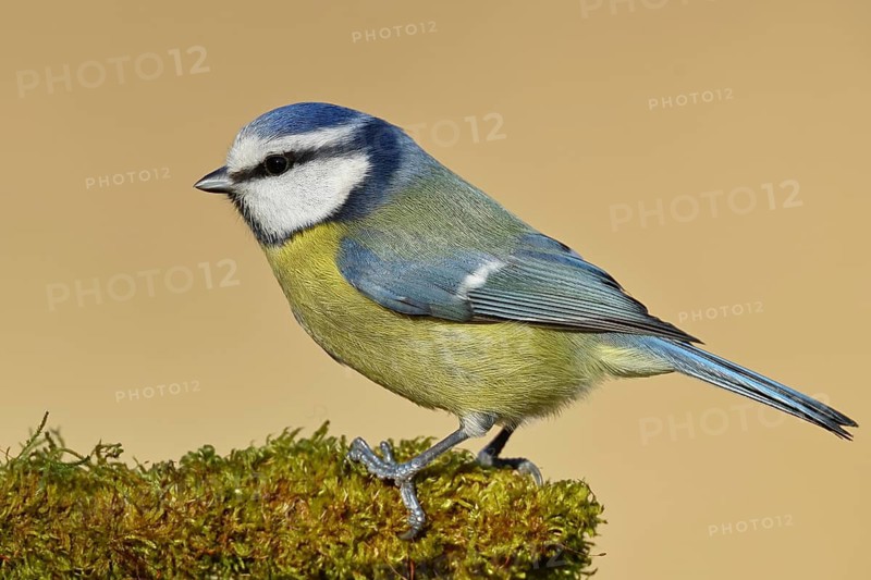 Blue tit (Parus caeruleus), sitting on moss-covered dead wood, Wilnsdorf, North Rhine-Westphalia, Germany